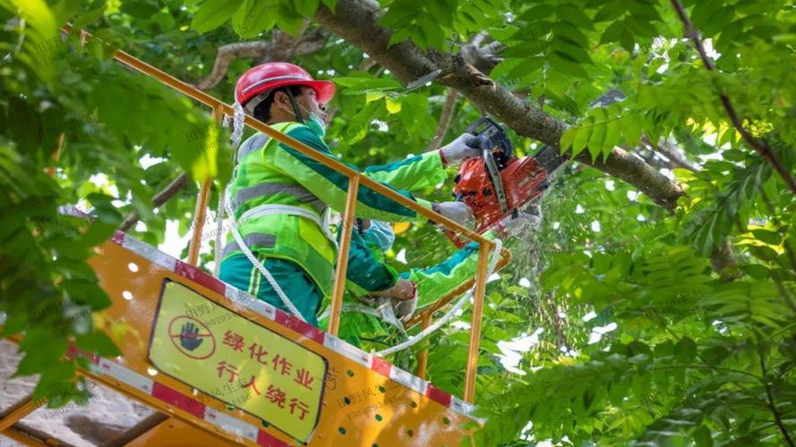 鄉鎮政府后院綠化工程