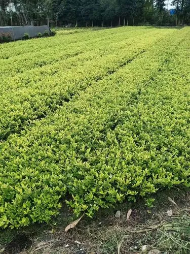 別墅洋房園林景觀設計方案