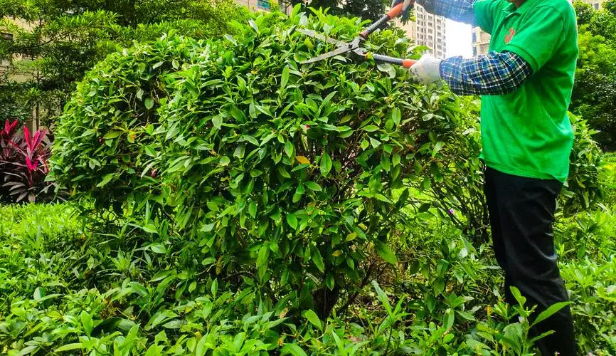 城市園林管理擺脫困局，建設多元化綠地景觀！
