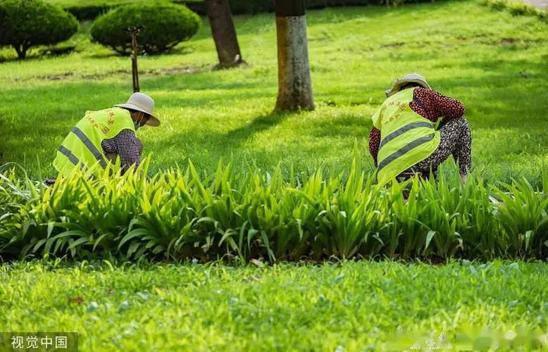 綠化養護經驗分享：如何處理長勢不良的植物？