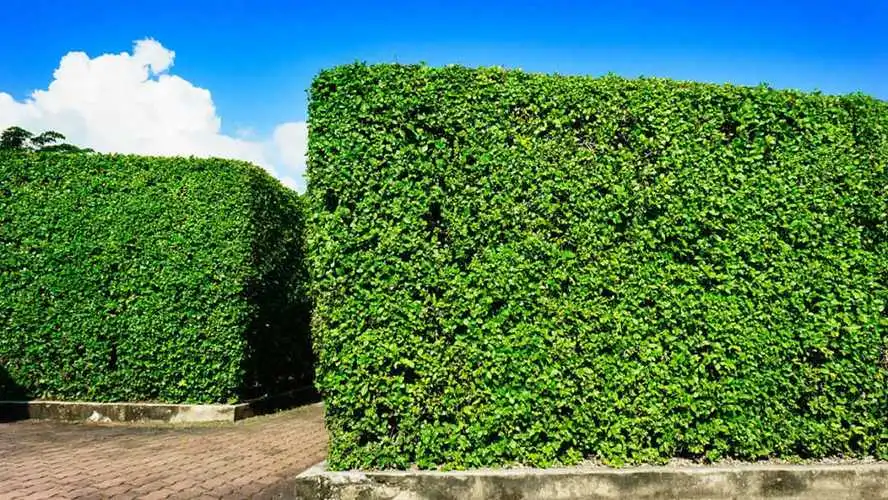 經典自然園林景觀設計理念